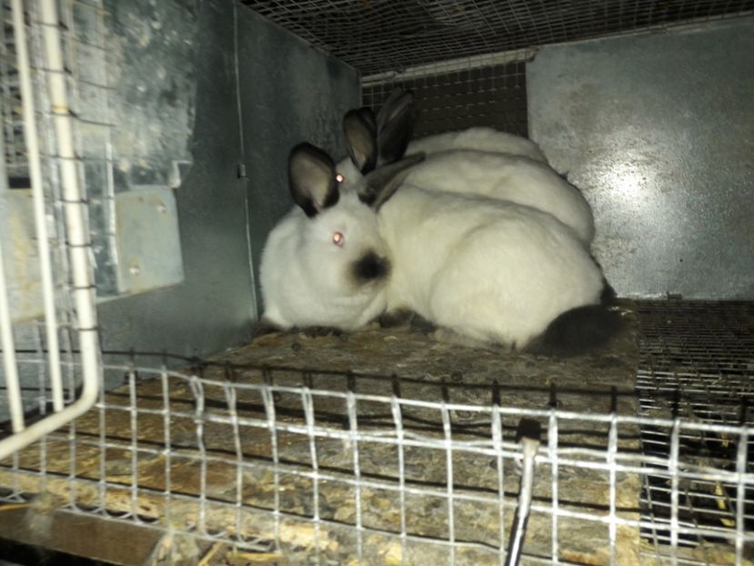  - b Tineret californian