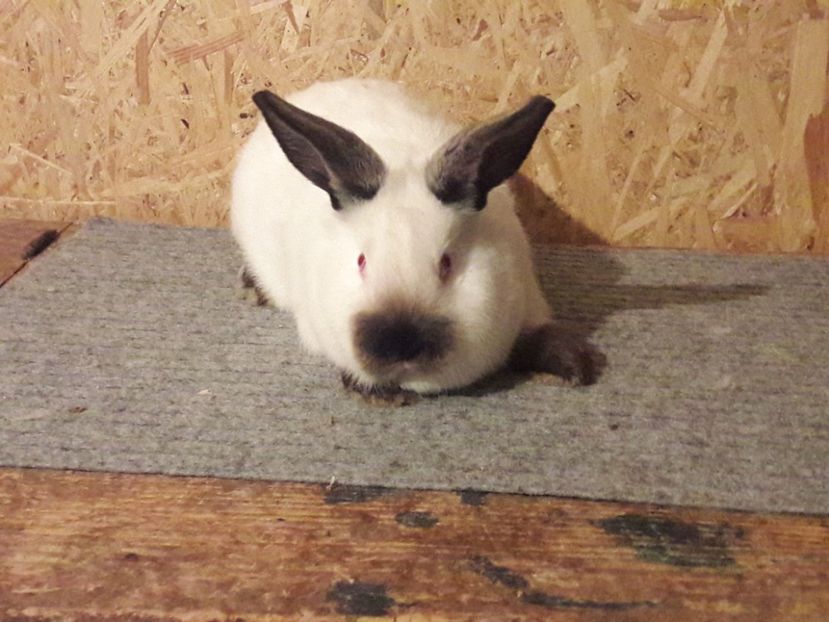  - b Tineret californian