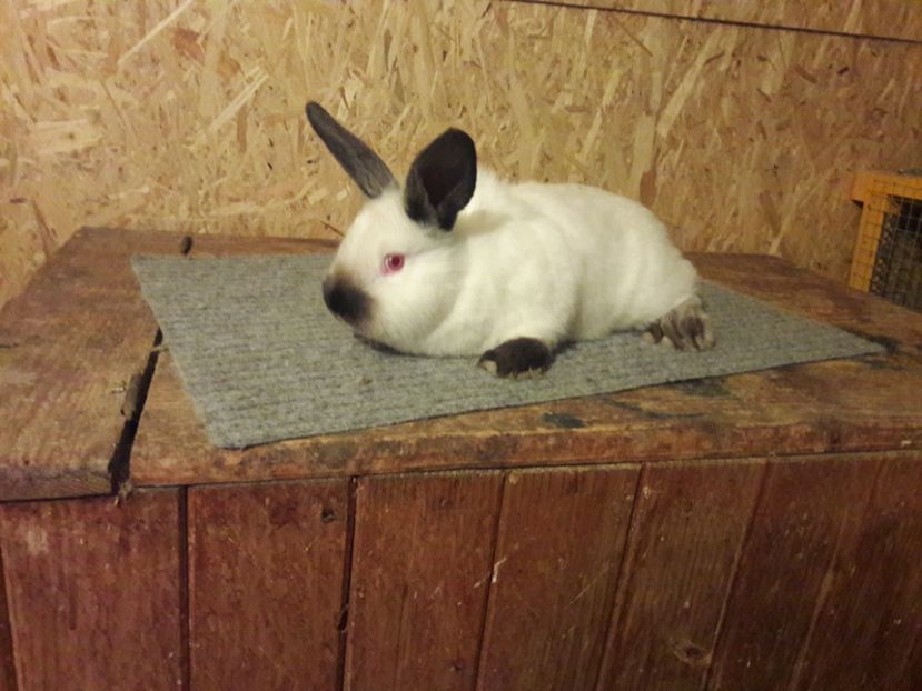  - b Tineret californian