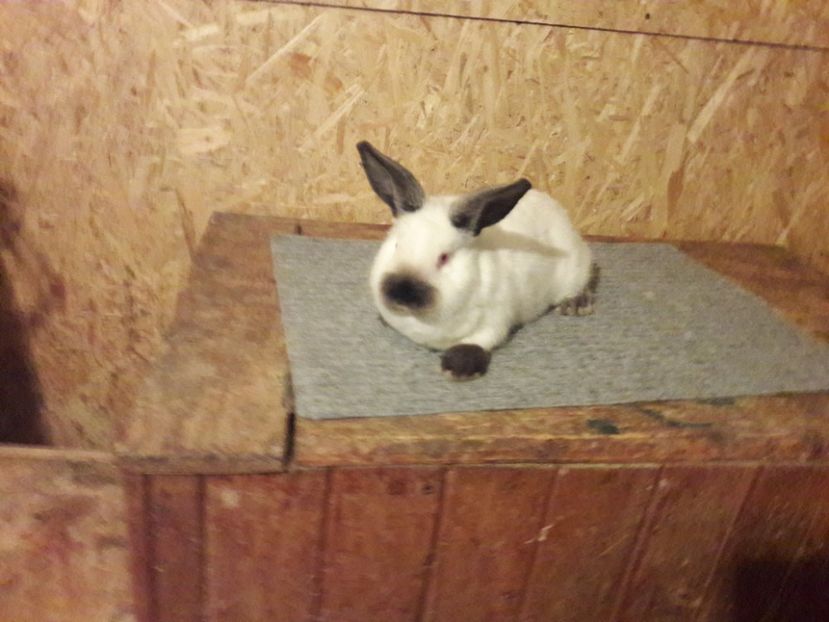  - b Tineret californian