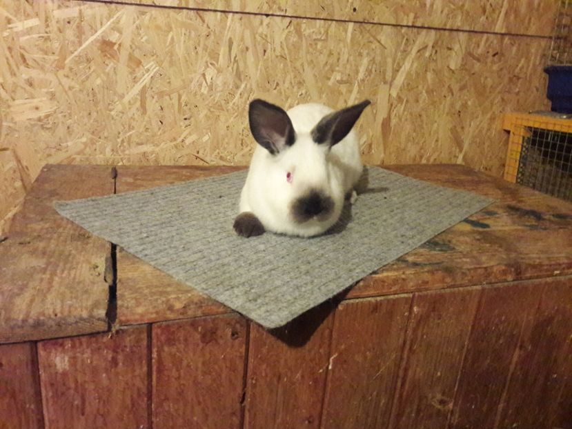  - b Tineret californian