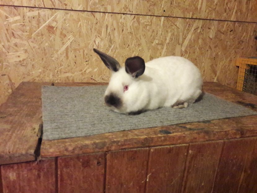  - b Tineret californian