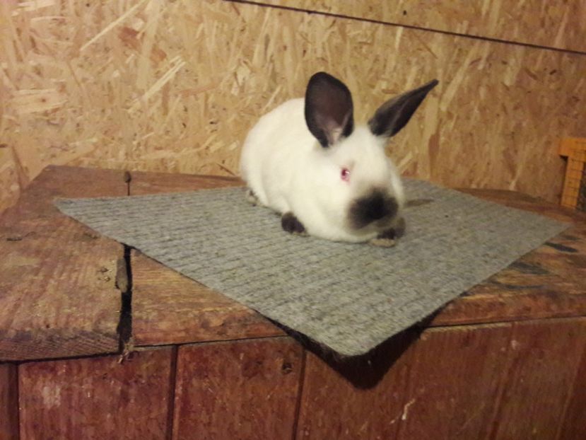  - b Tineret californian