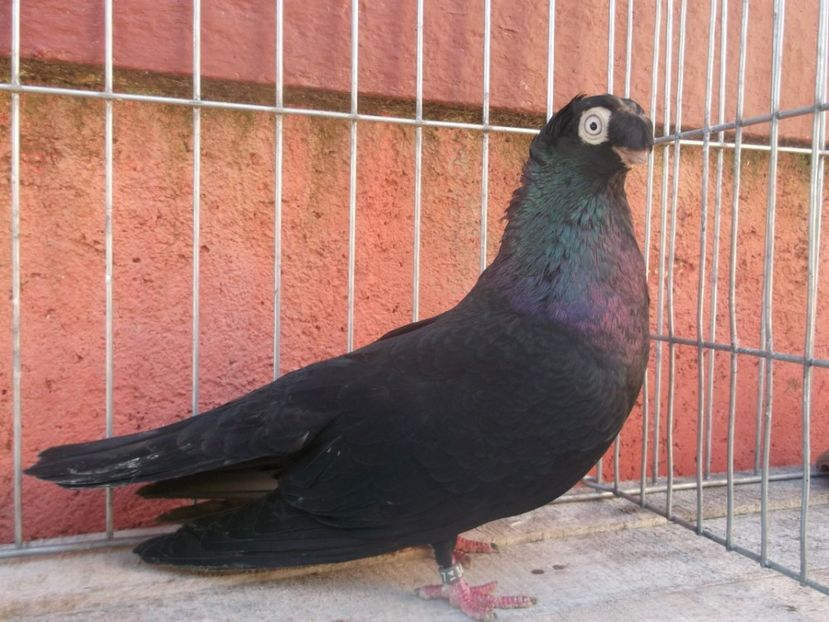  - Jucatori de Calarasi Negrii