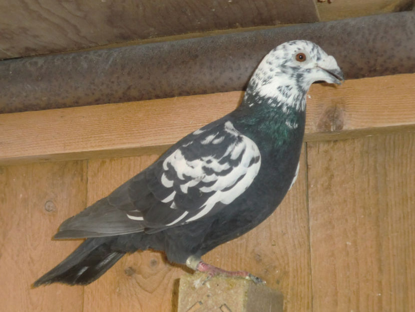 CIMG0057 - VOIAJORI PIETRAINI