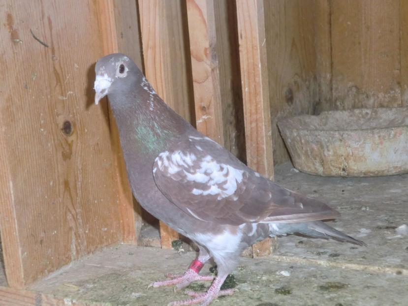 CIMG0063 - Voiajori Mulemans