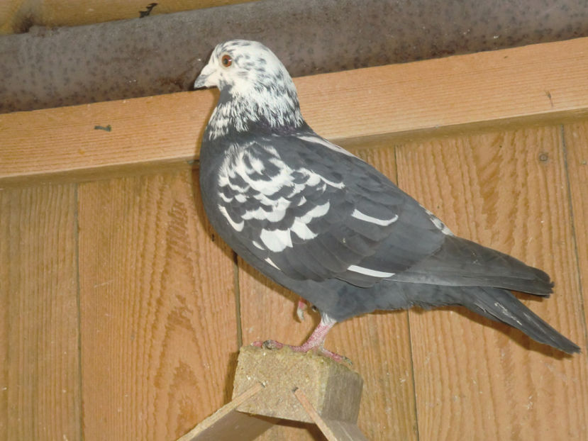 CIMG0038 - VOIAJORI PIETRAINI