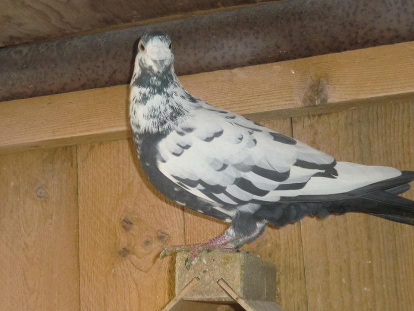 CIMG0040 - VOIAJORI PIETRAINI