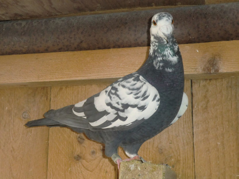 CIMG0043 - VOIAJORI PIETRAINI