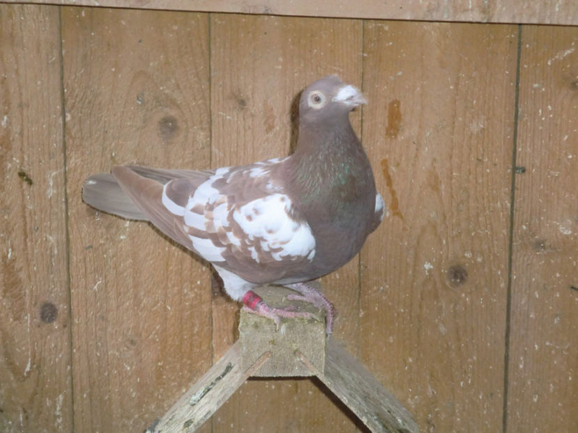 CIMG0049 - Voiajori Mulemans