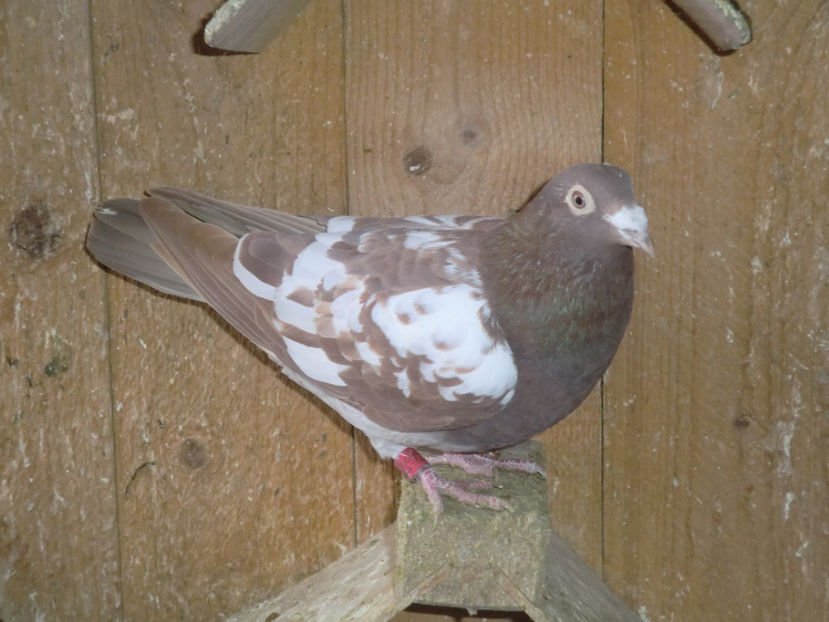 CIMG0050 - Voiajori Mulemans