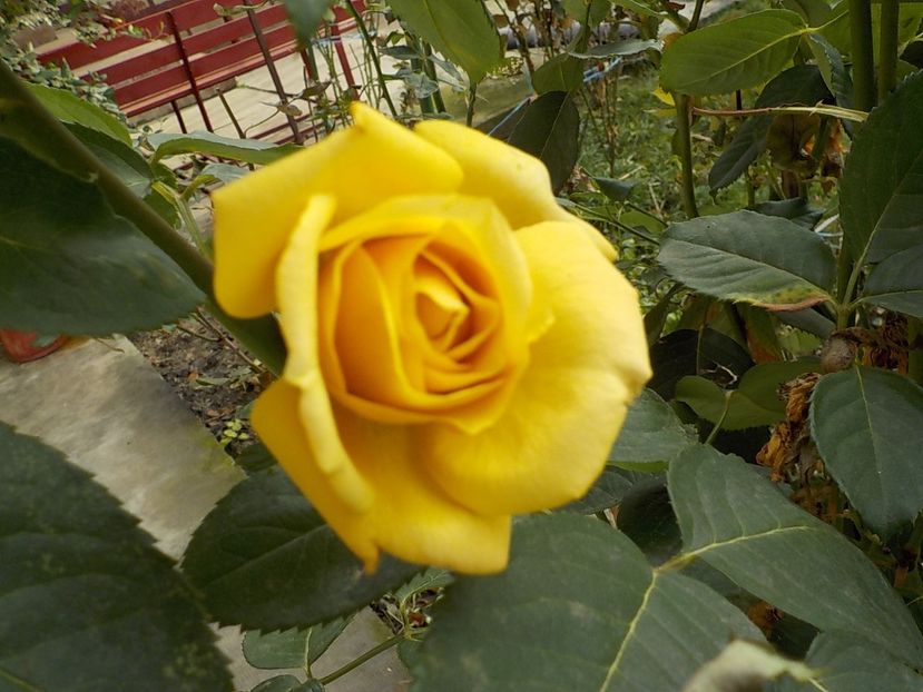 1 ianuarie 2018 - Flori ianuarie 2018