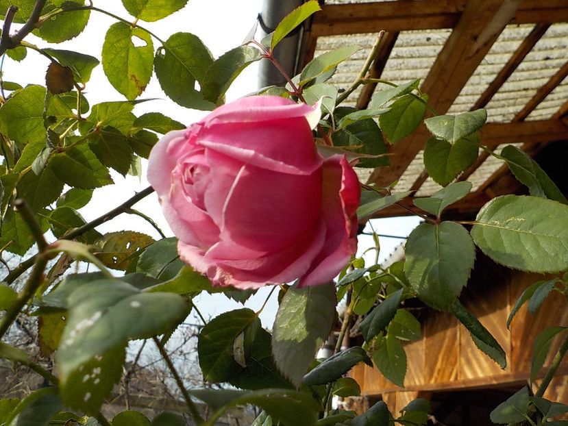  - Flori ianuarie 2018