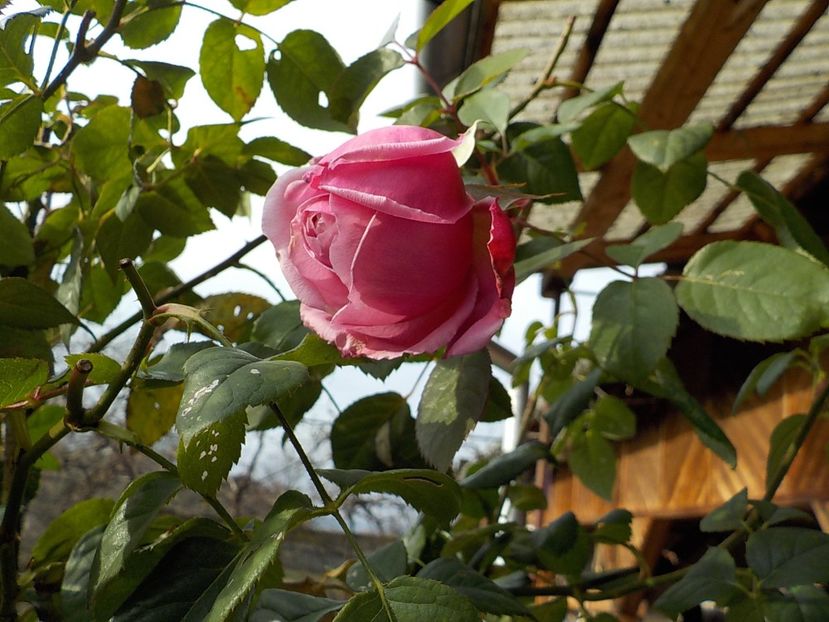  - Flori ianuarie 2018