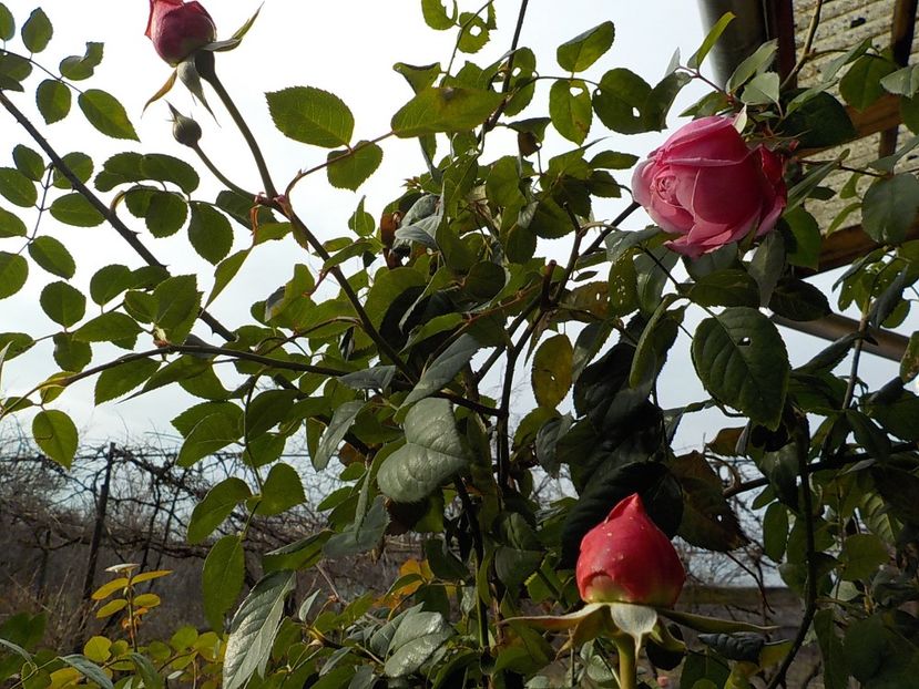  - Flori ianuarie 2018