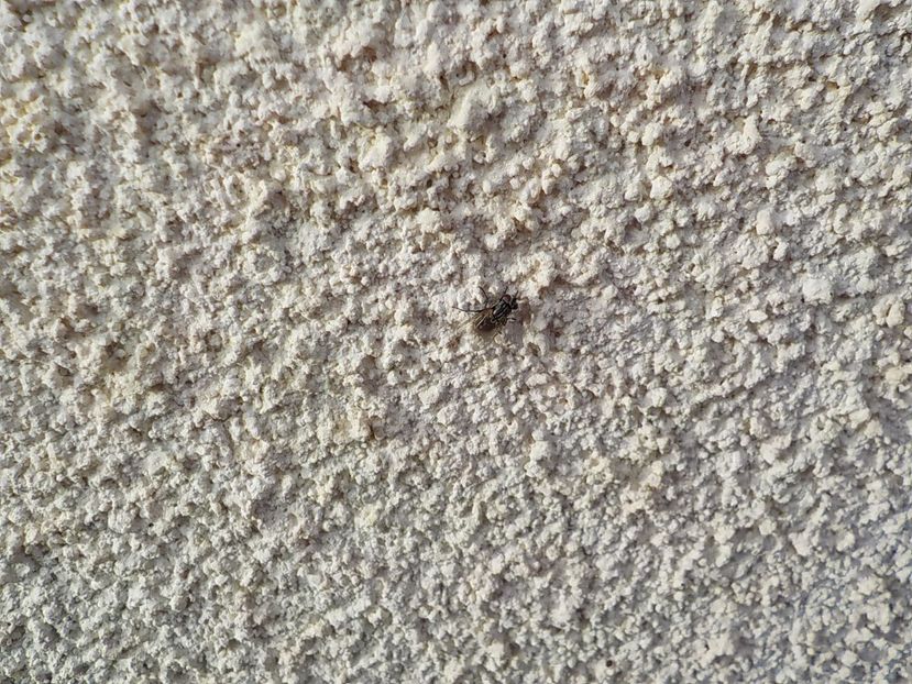 muste,1 ianuarie - Flori ianuarie 2018