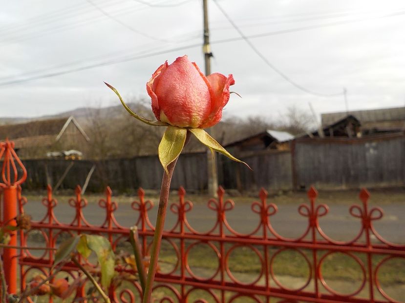  - Flori ianuarie 2018