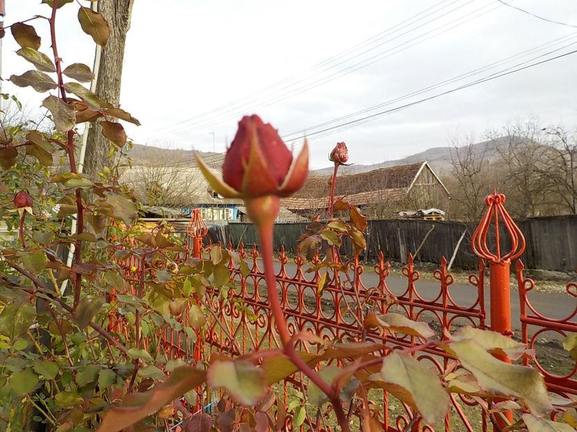  - Flori ianuarie 2018