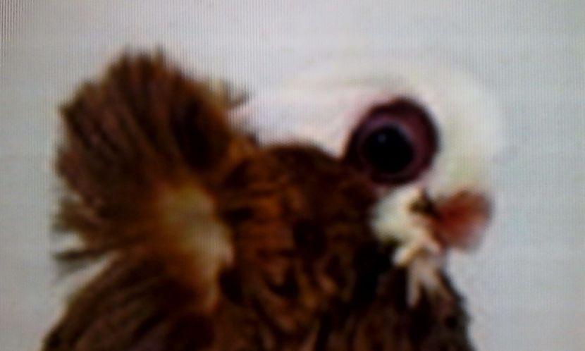  - PASARI DOMESTICE PORUMBEI DE RASA