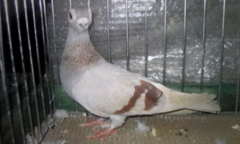  - PASARI DOMESTICE PORUMBEI DE RASA