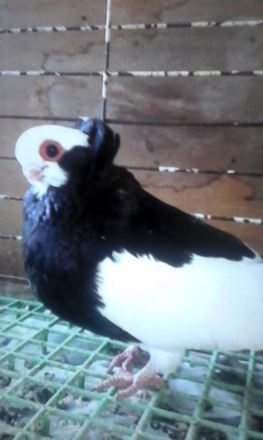  - PASARI DOMESTICE PORUMBEI DE RASA