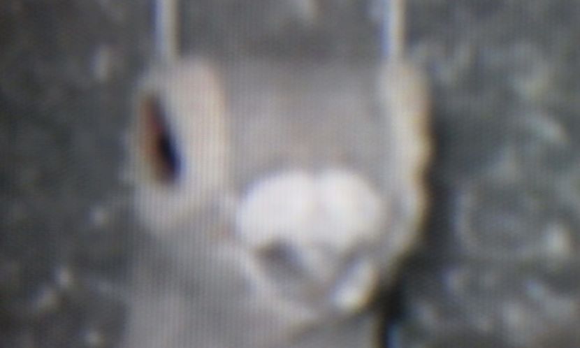  - PASARI DOMESTICE PORUMBEI DE RASA