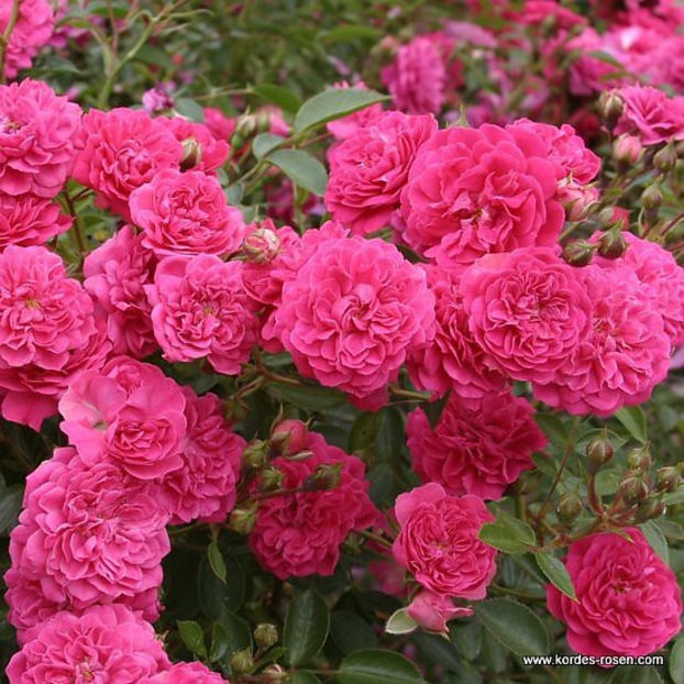Roxy Roses - DORINTE -Trandafiri acoperitori