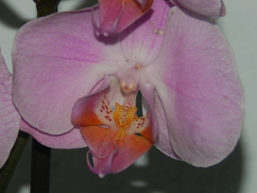 Phalaenopsis roz Sacramento - C- Phalaenopsis-speciile pe care le detin