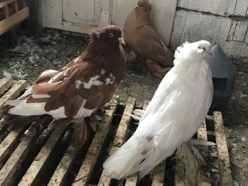 28064FE1-76E7-4D9D-B1DA-DB28E9AACC29 - A DE VANZARE