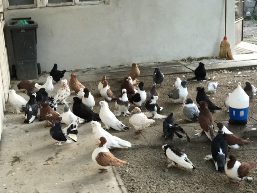 2B69901F-629E-493E-A194-943C3B5079DD - A DE VANZARE