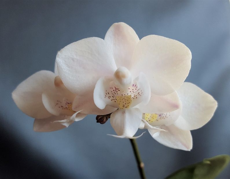 Mini - Phalaenopsis 1