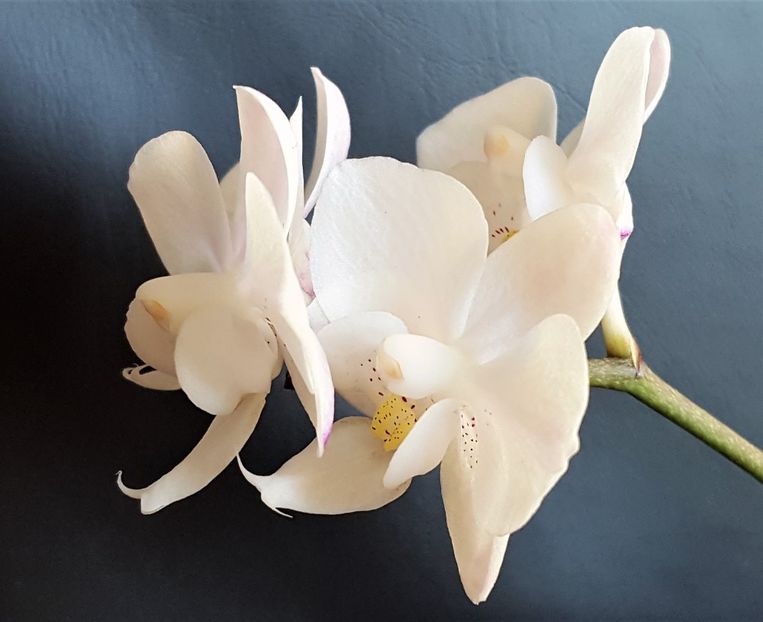  - Phalaenopsis 1