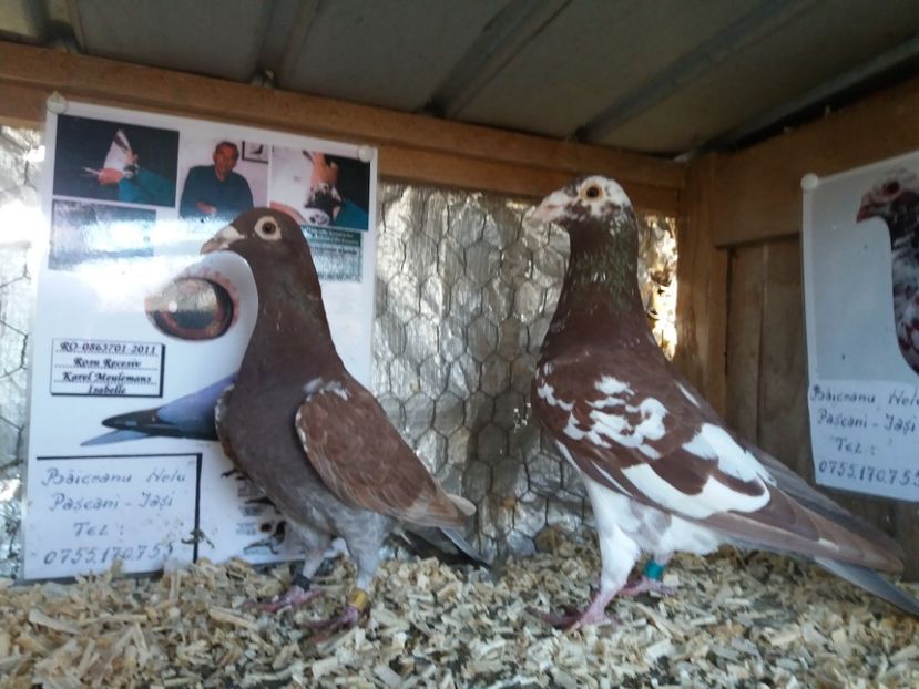  - MATCA MEULEMANS 2018