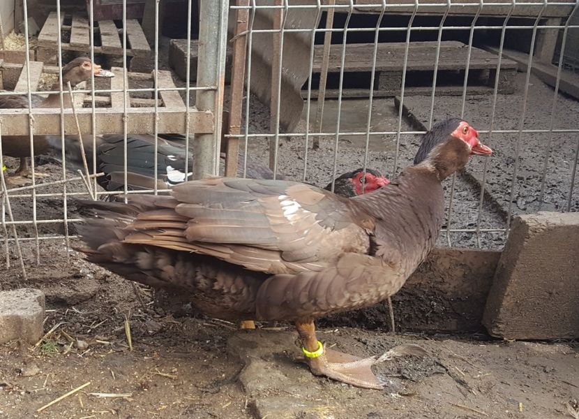  - 0001 rate lesesti matca 2018