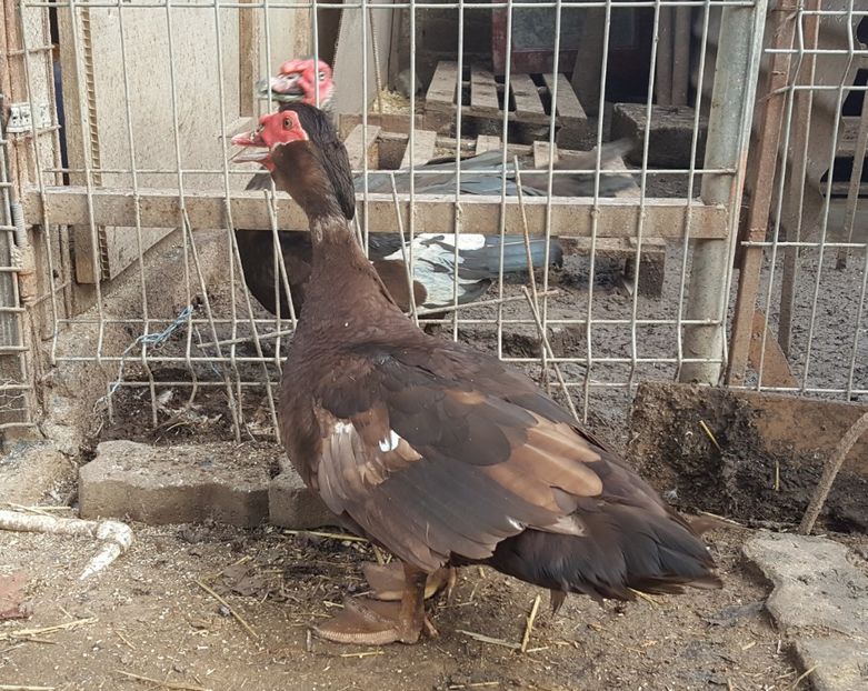  - 0001 rate lesesti matca 2018