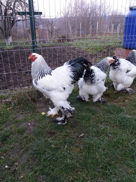  - Brahma herminat deschis 2018