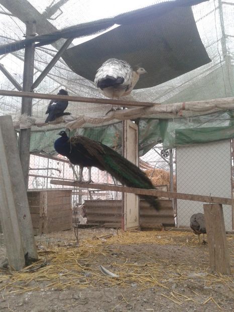  - C------------Paunii mei Standard si Umar Negru