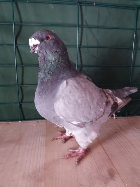 M2016 150lei - Amintiri