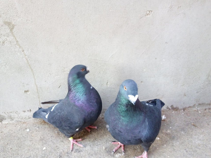 VANDUTi - 2l DE VANZARE