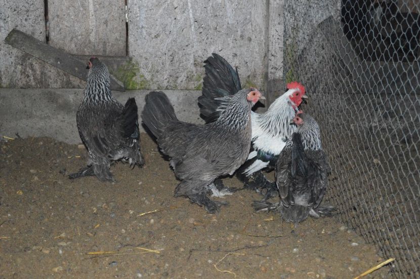 argintiu - b Mii de flori argintiu