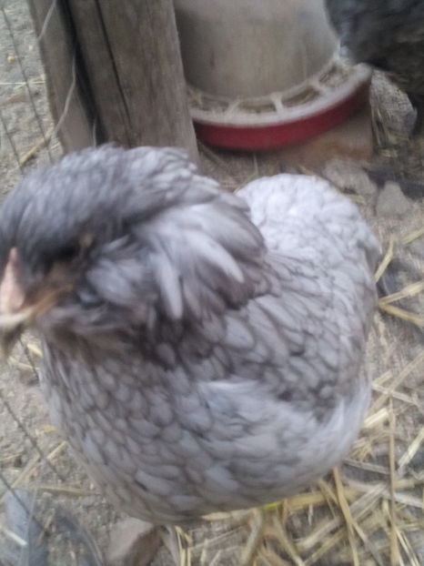  - araucana albastru 2018