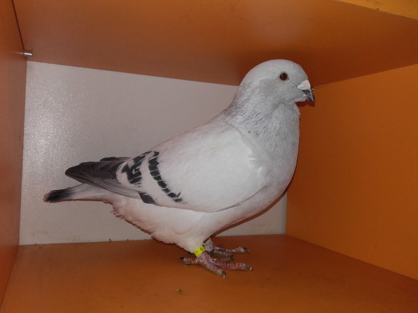 Mascul 2017 - Achizitii 2017