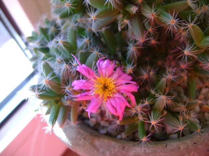 Trichodiadema densum - Suculente 2017