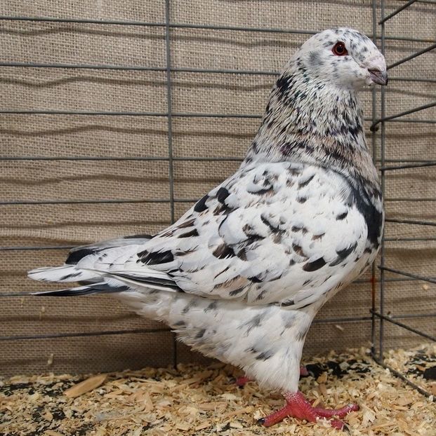 american-giant-homer-pigeons - STANDARD URIAS AMERICAN-cel mai complet standard din cele existente in tara noastra