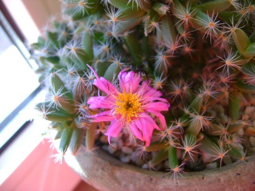 Trichodiadema densum - Caudiciforme si bulbi 2017