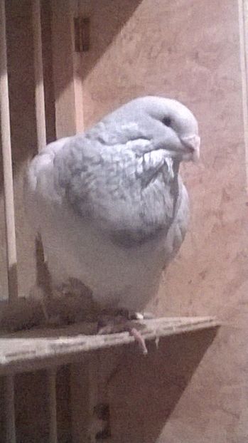 M 2017 (1) - BUJORI 2018