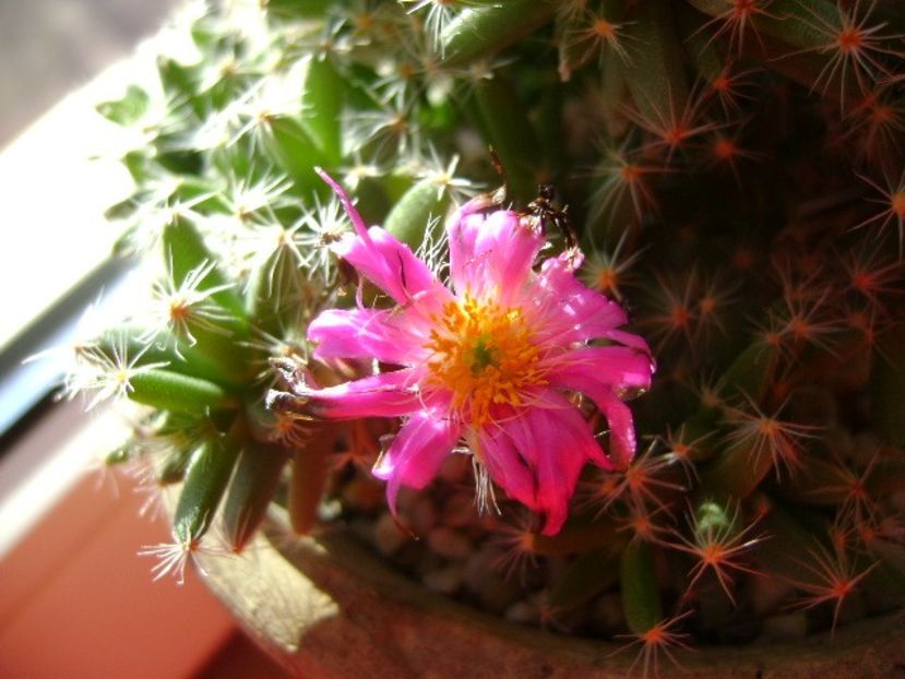 28 dec. 2017: Trichodiadema densum - Flori in plina iarna