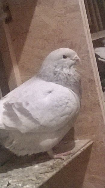 M 2017 (2) - BUJORI 2018