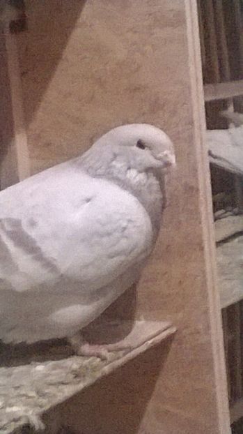 M 2017 - BUJORI 2018