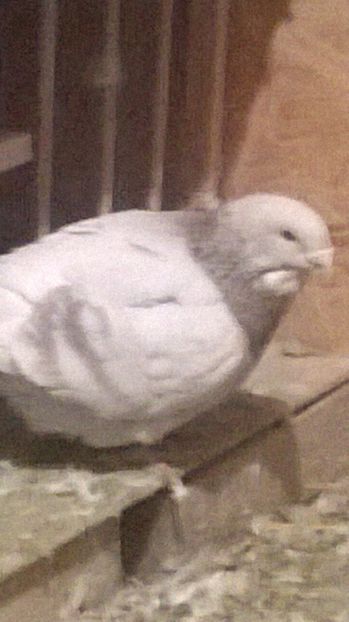 M 2016 - BUJORI 2018